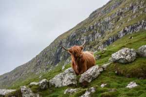Image of Highland cow